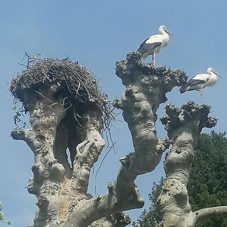 A La Tour Des Rohan Daire Strazburg Dış mekan fotoğraf