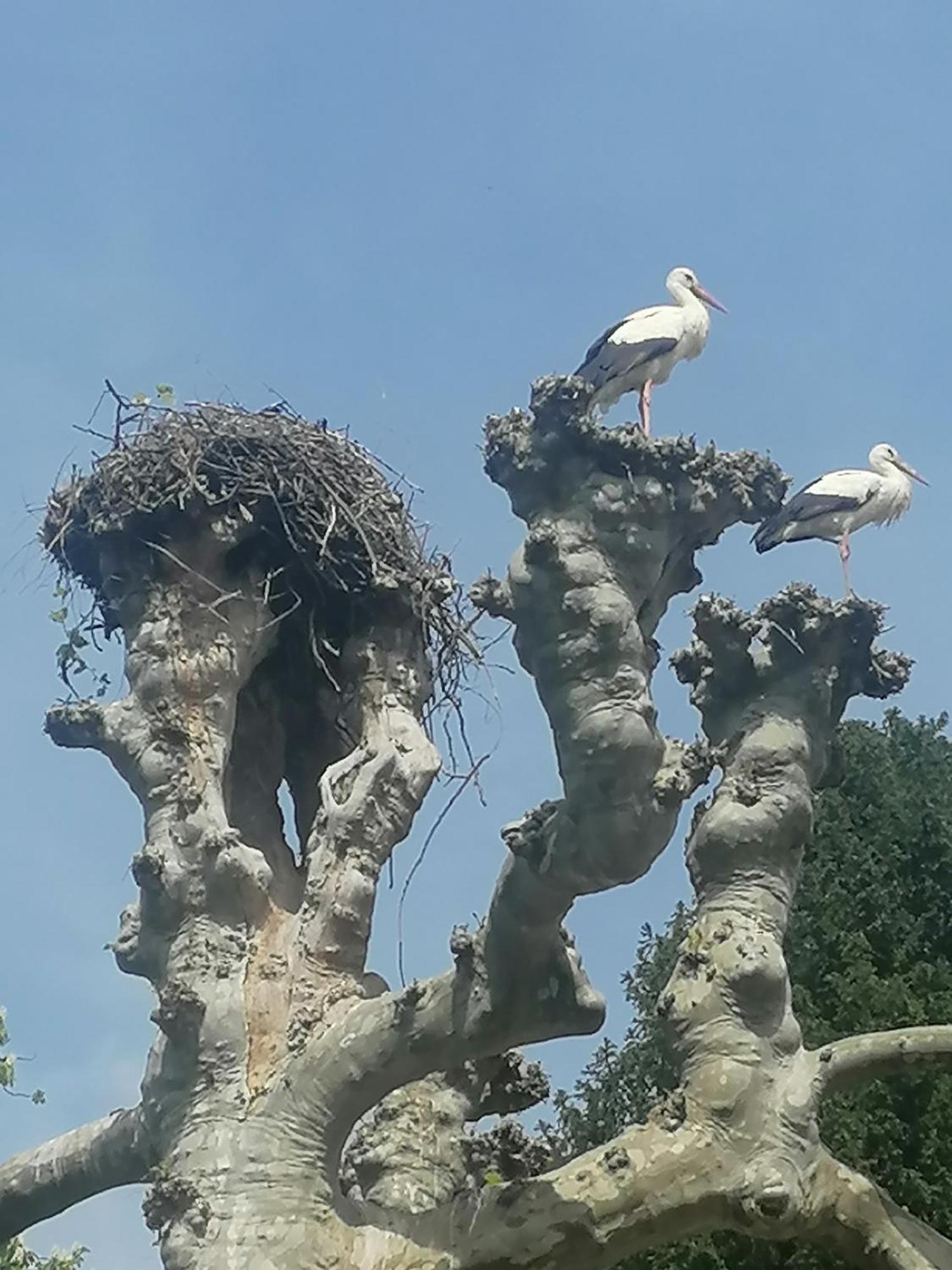 A La Tour Des Rohan Daire Strazburg Dış mekan fotoğraf